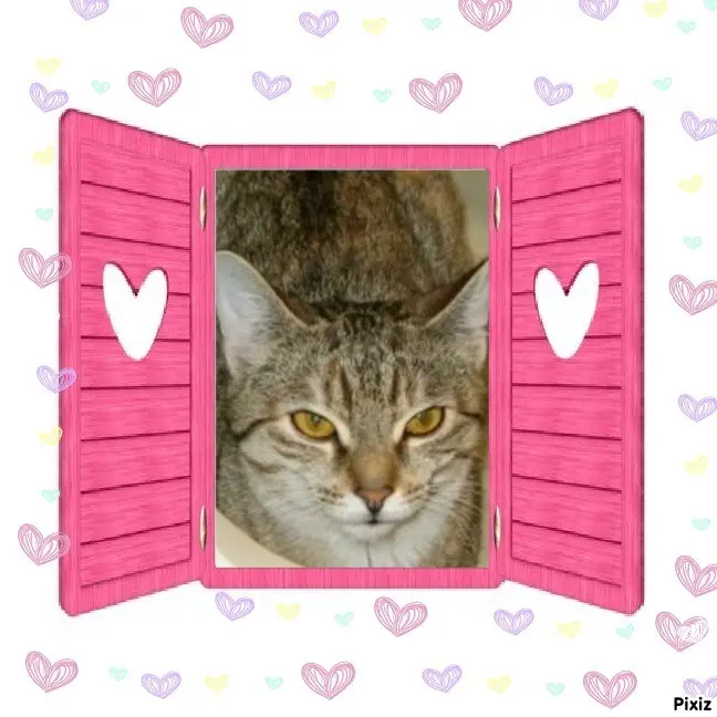 Condolence image of Tanja mit Timmy im Herzen 