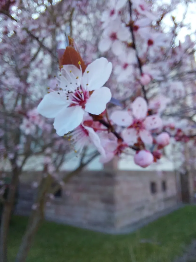 Condolence image of Pauline und Daniela für Marpelchen und Mama Elisabeth ❤️