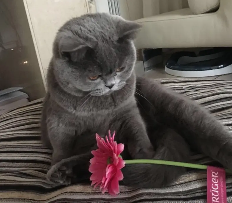 Condolence image of Von Emma an Marple und Mama Elisabeth ❤️