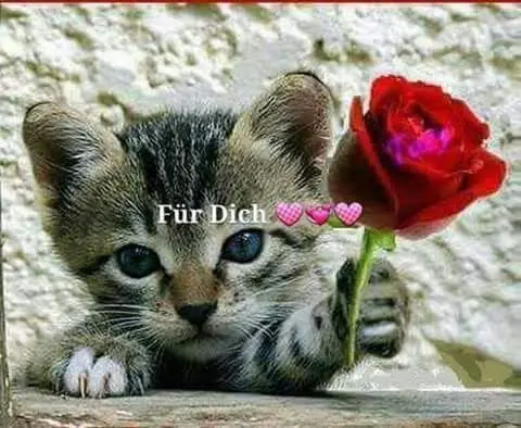 Condolence image of Für das kleine Engelchen Marple ♥️