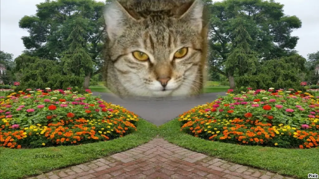 Condolence image of Tanja mit Timmy im Herzen