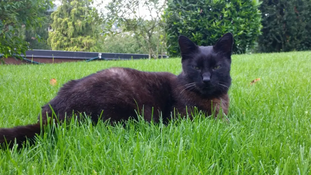 Condolence image of An Marpelchen und Mama Elisabeth ❤️