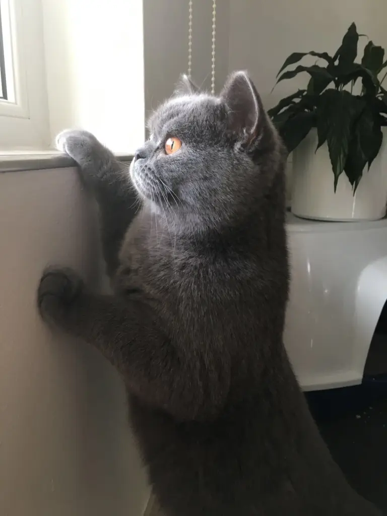 Condolence image of Emma für Marple 