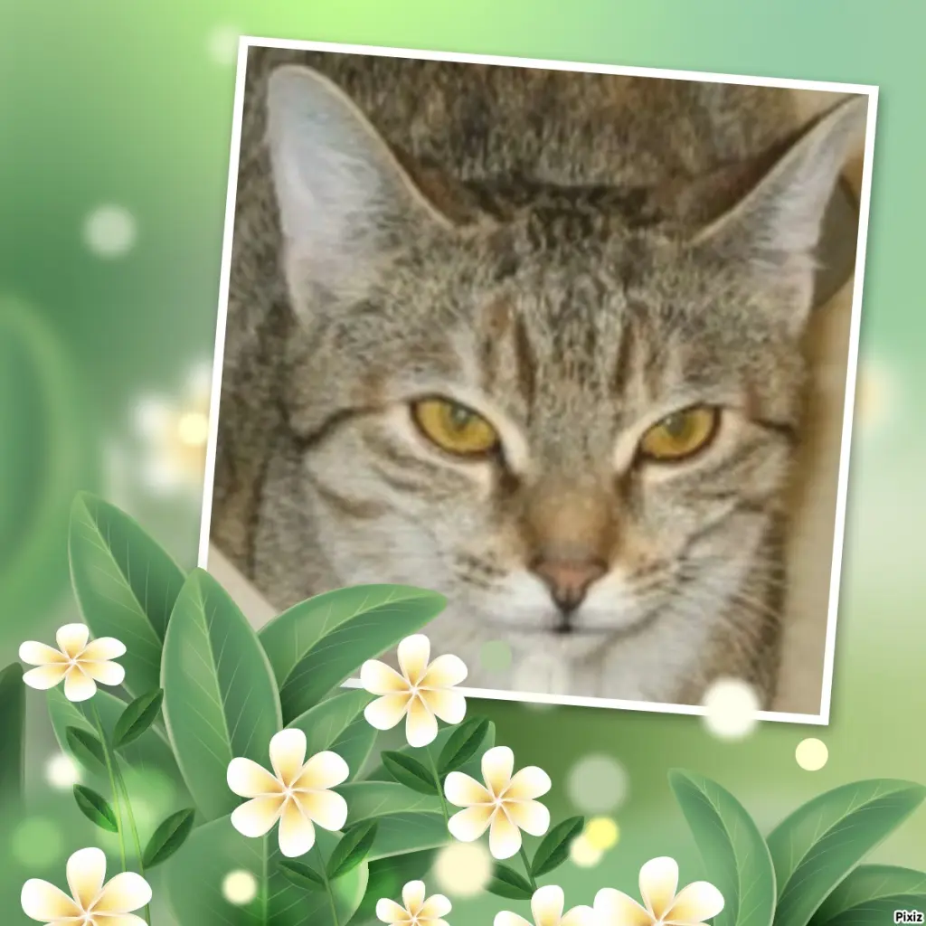 Condolence image of Tanja mit Timmy im Herzen 