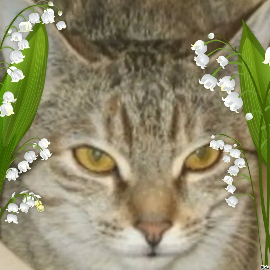 Condolence image of Tanja mit Timmy im Herzen 