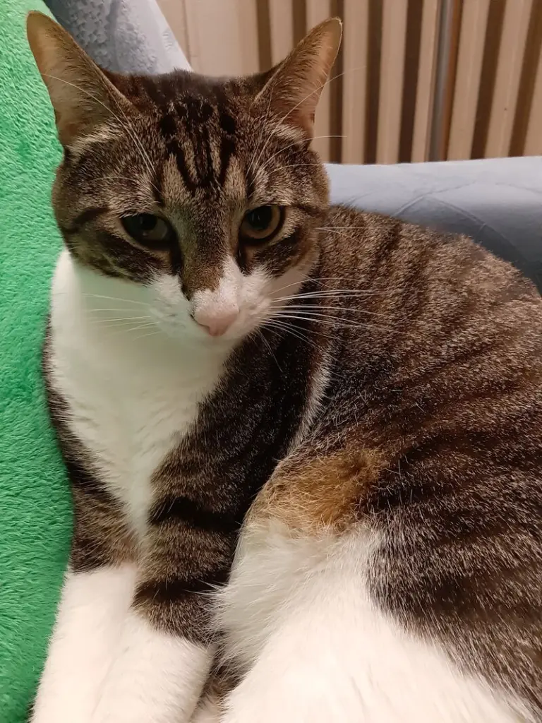 Condolence image of Tommy an Mami Elisabeth 