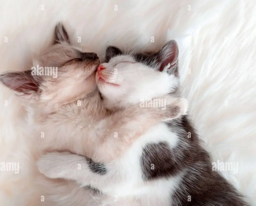 Condolence image of Pauline und Daniela für Marple und Mama Elisabeth