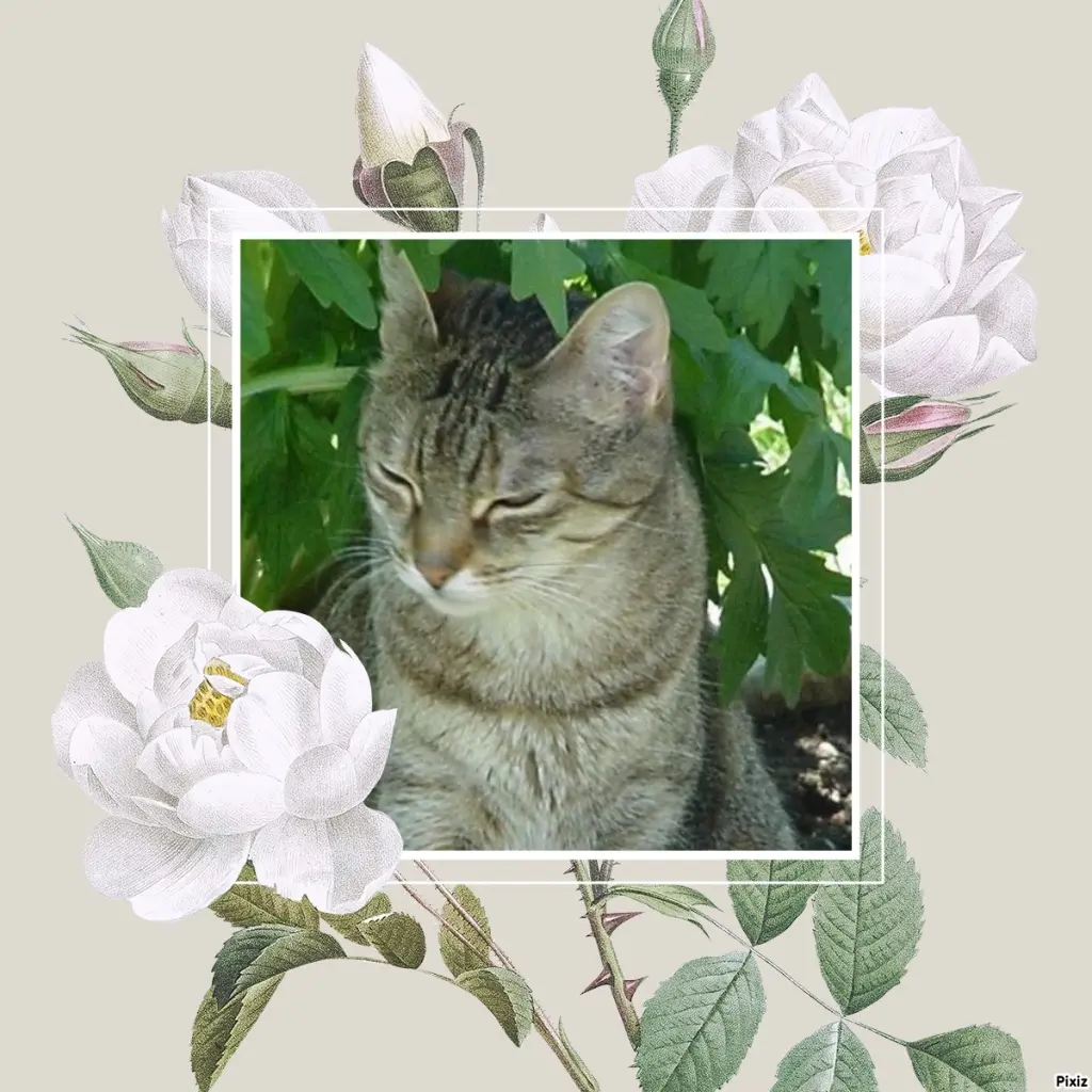 Condolence image of Patricia mit Bunny ❤