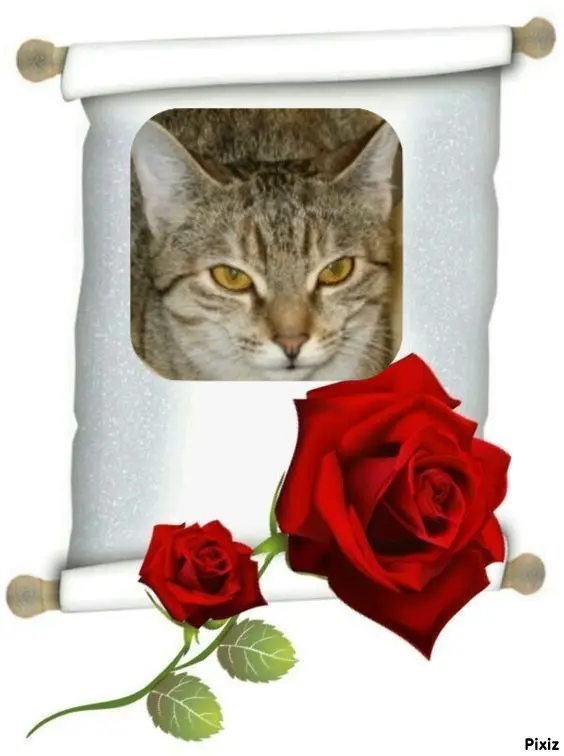 Condolence image of Tanja mit Timmy im Herzen