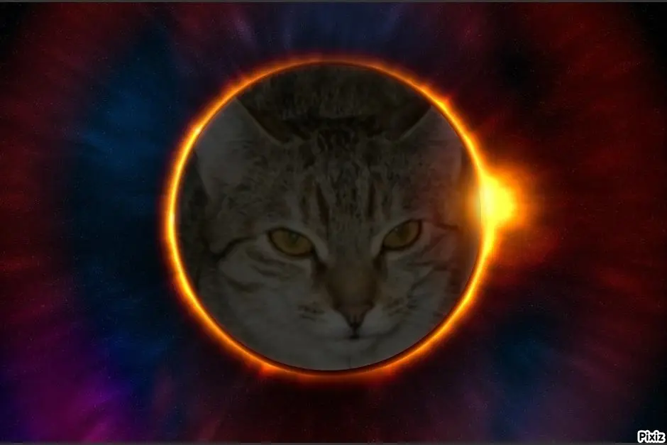 Condolence image of Tanja mit Timmy im Herzen