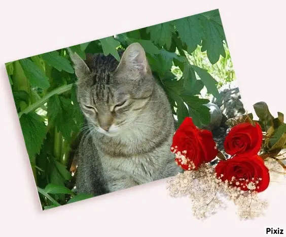 Condolence image of Patricia mit Bunny ❤