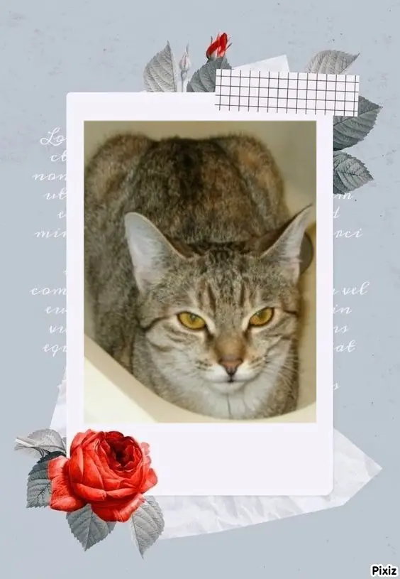 Condolence image of Tanja mit Timmy im Herzen