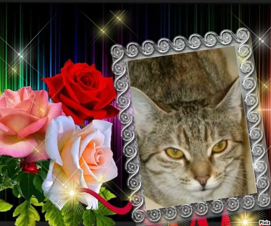 Condolence image of Tanja mit Timmy im Herzen