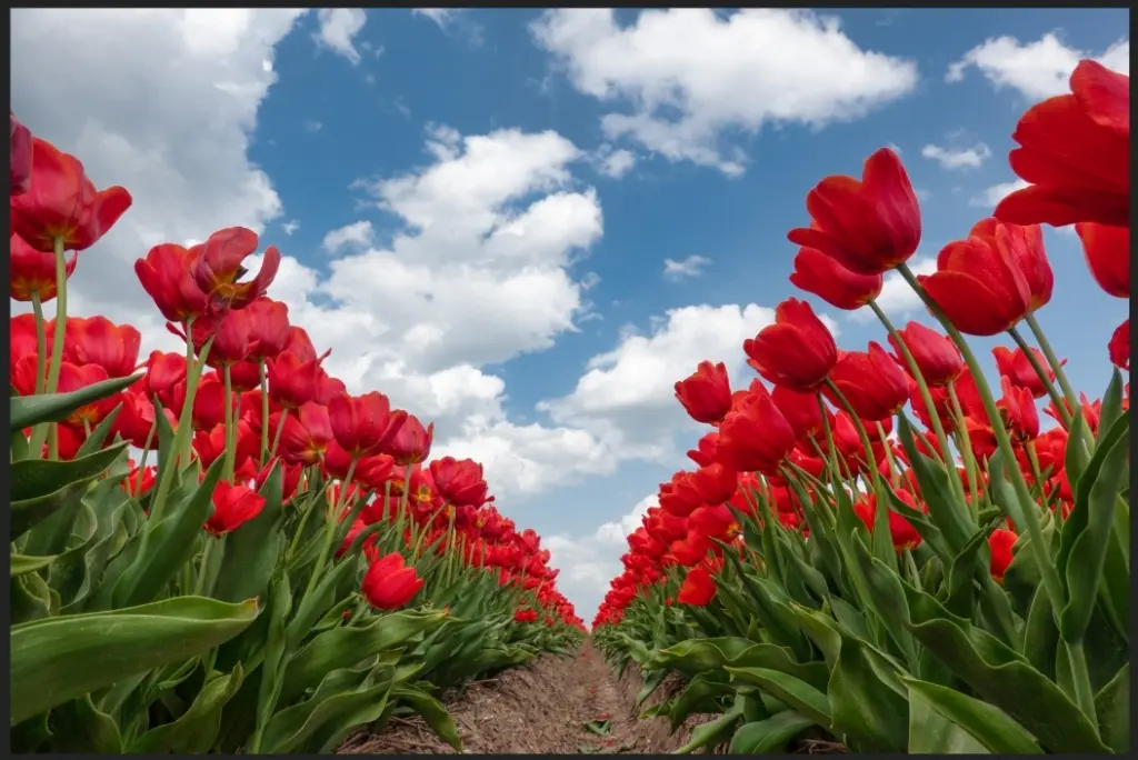 Condolence image of Pauline und Daniela für Marpelchen und Mama Elisabeth ❤️