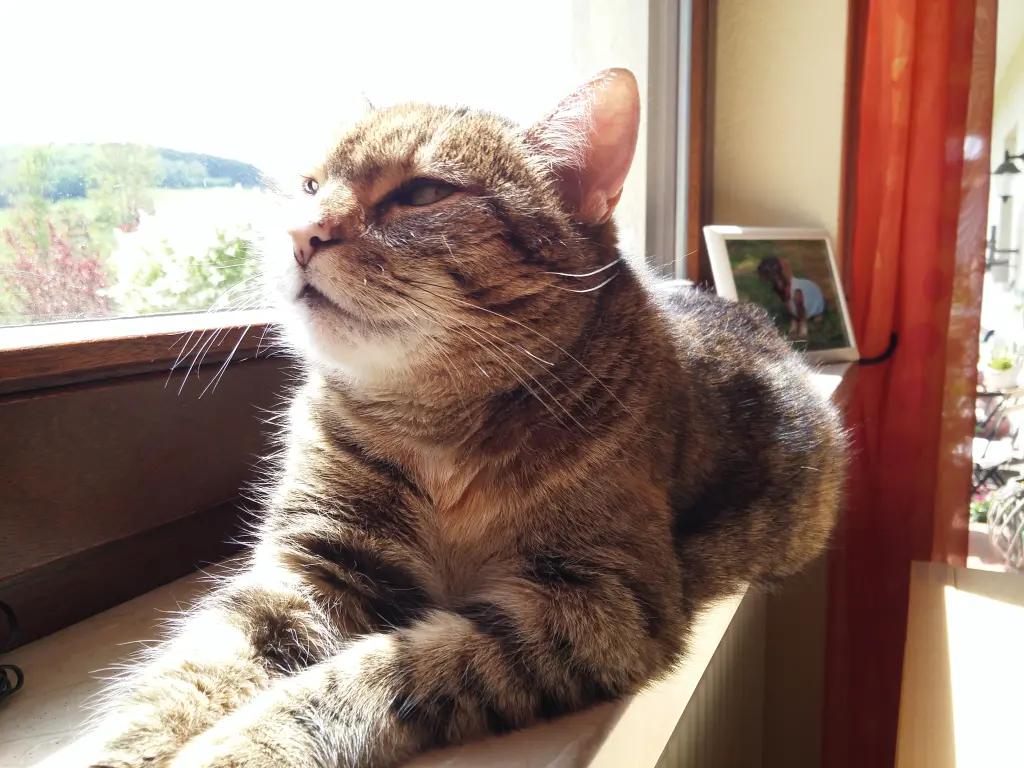 Condolence image of Pauline und Daniela für Marple und Mama Elisabeth