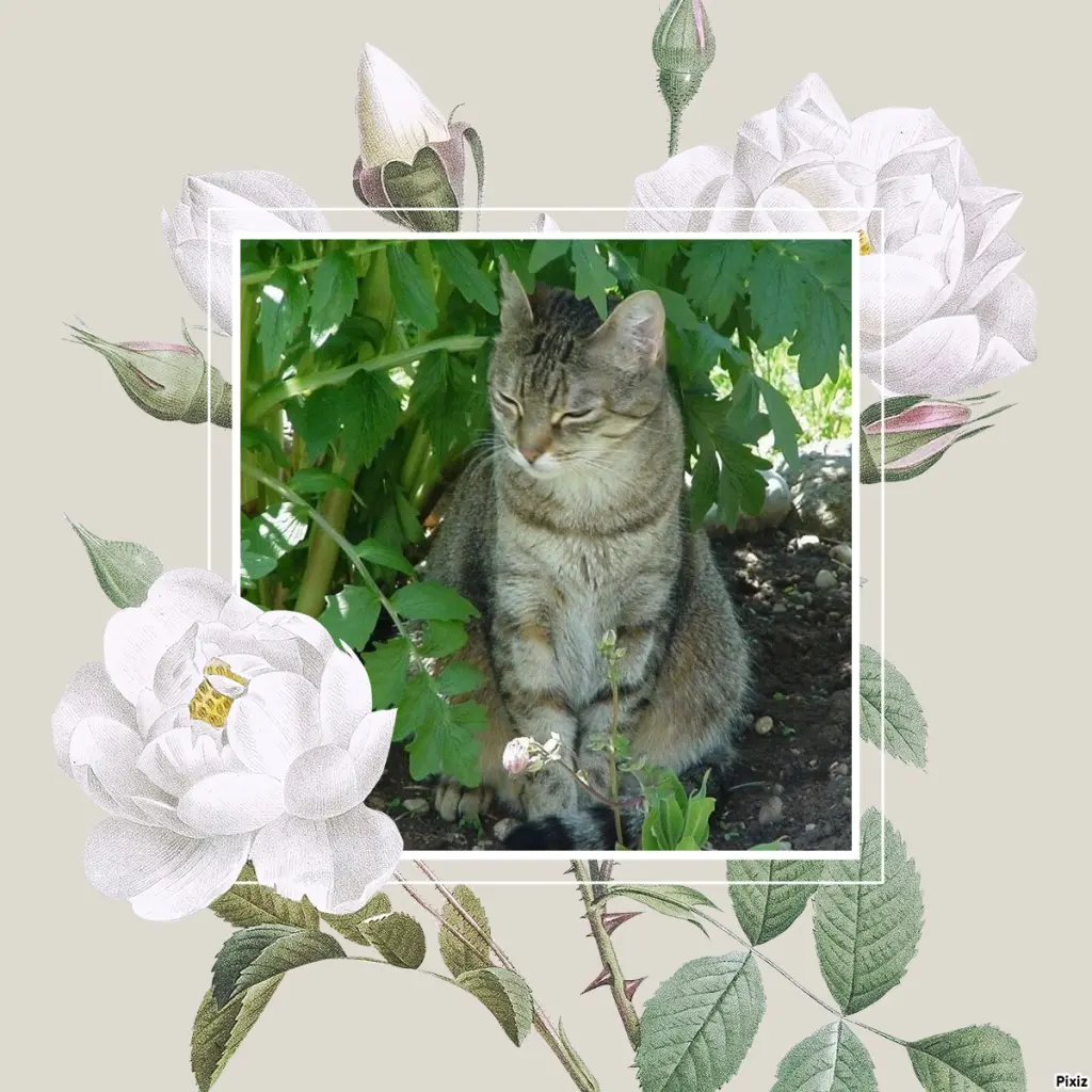 Condolence image of Patricia mit Bunny ❤