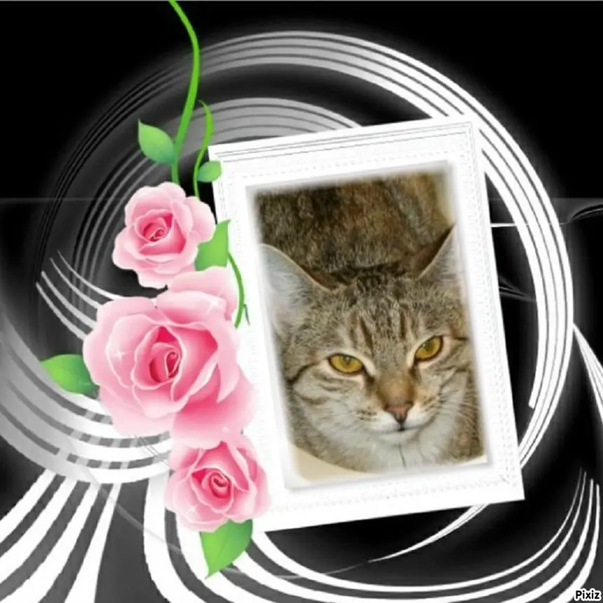 Condolence image of Tanja mit Timmy im Herzen 