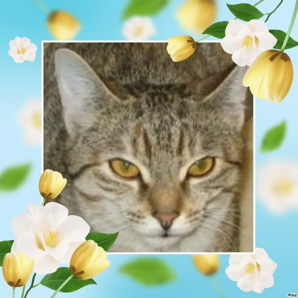 Condolence image of Tanja mit Timmy im Herzen 