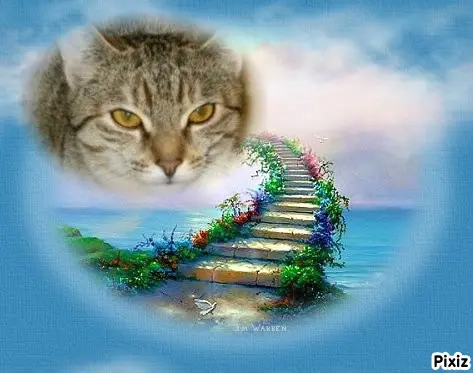 Condolence image of Tanja mit Timmy im Herzen 