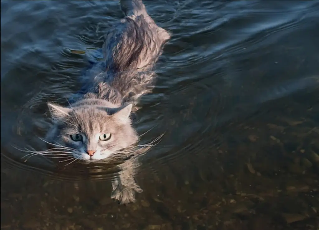 Condolence image of Pauline  für mein Marpelchen ❤️