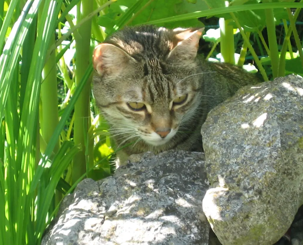 Condolence image of für meine Kleine