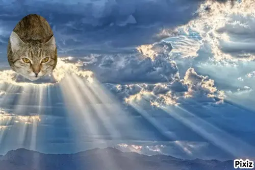 Condolence image of Tanja mit Timmy im Herzen 