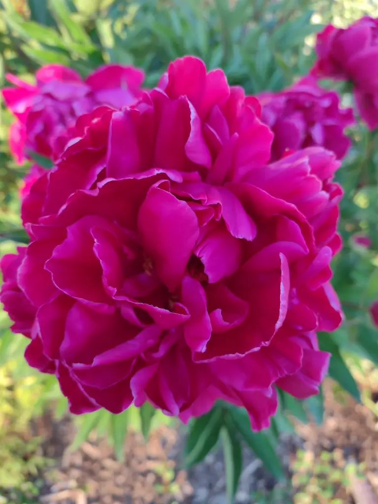 Condolence image of Corinna mit Emma, Pummelchen und anderen Sternlein im Herzen