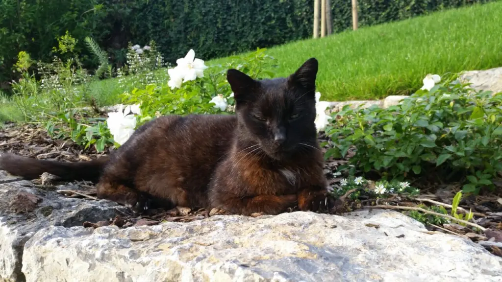 Condolence image of Benny