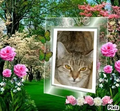 Condolence image of Tanja mit Timmy im Herzen 