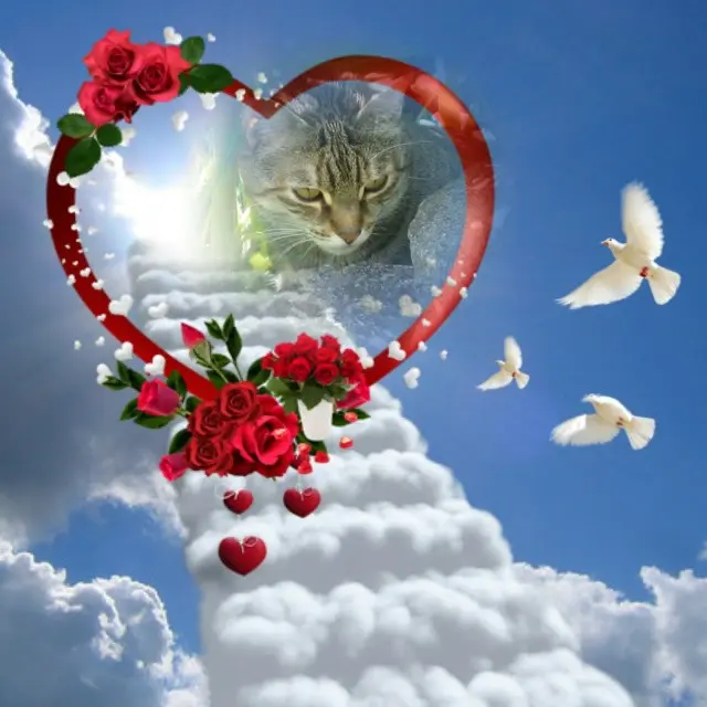 Condolence image of Pflingsten❤️❤️❤️Rosen❤️❤️❤️❤️❤️❤️❤️