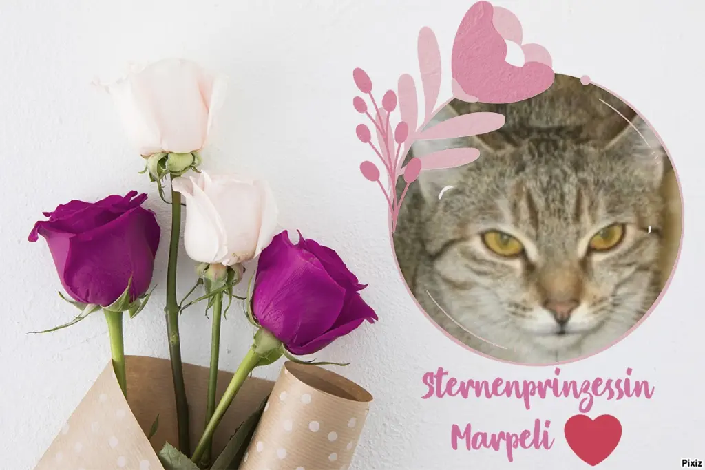 Condolence image of Tanja mit Timmy im Herzen 