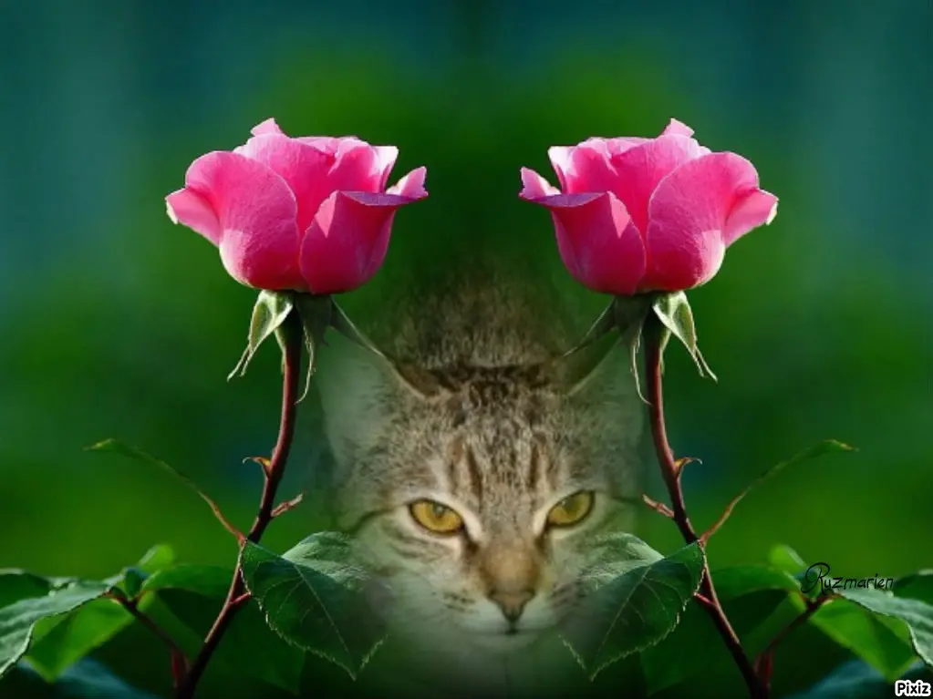 Condolence image of Tanja mit Timmy im Herzen