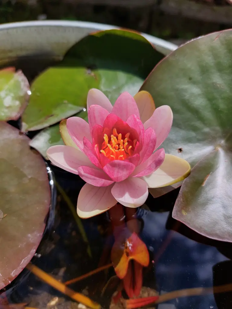 Condolence image of Pauline für ihr Marpelchen ❤️