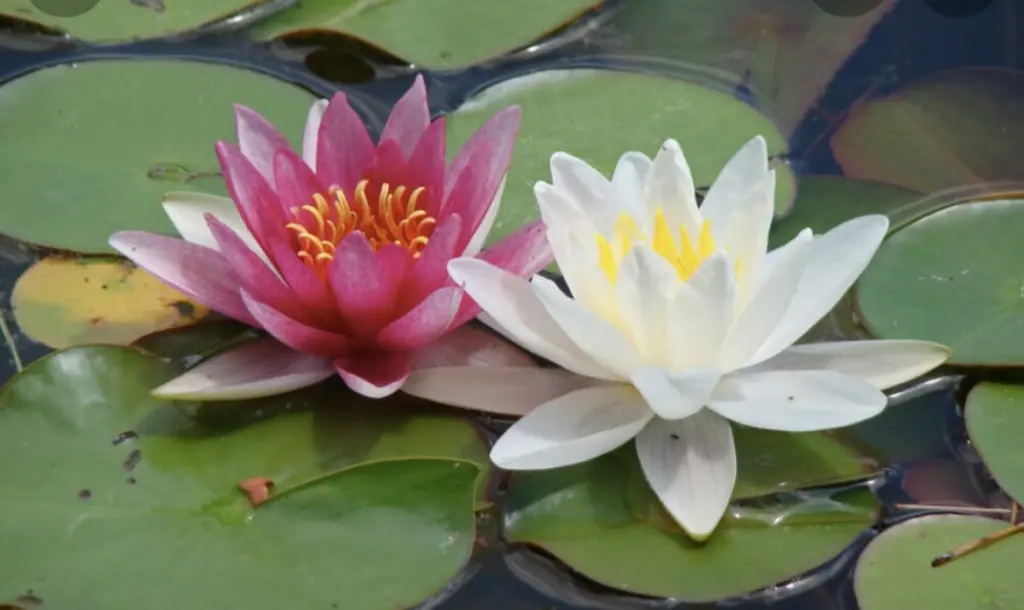 Condolence image of An Marple und Mama Elisabeth