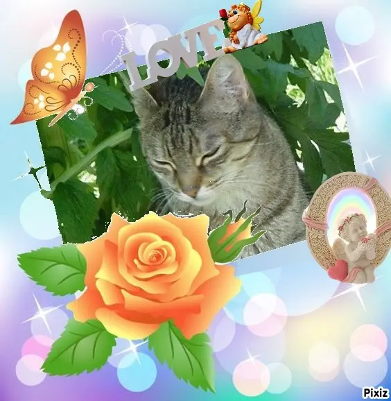 Condolence image of Sternchenpost ⭐