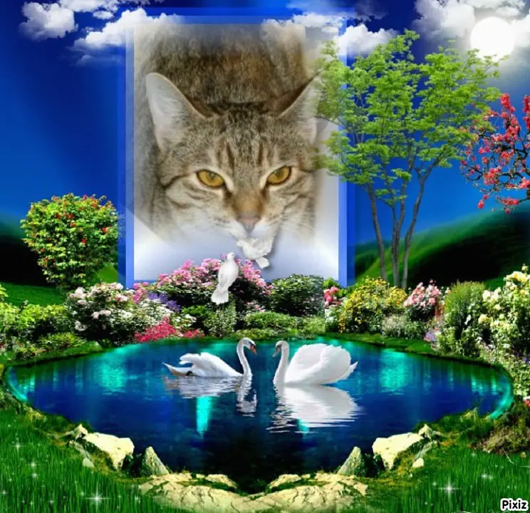 Condolence image of Tanja mit Timmy im Herzen