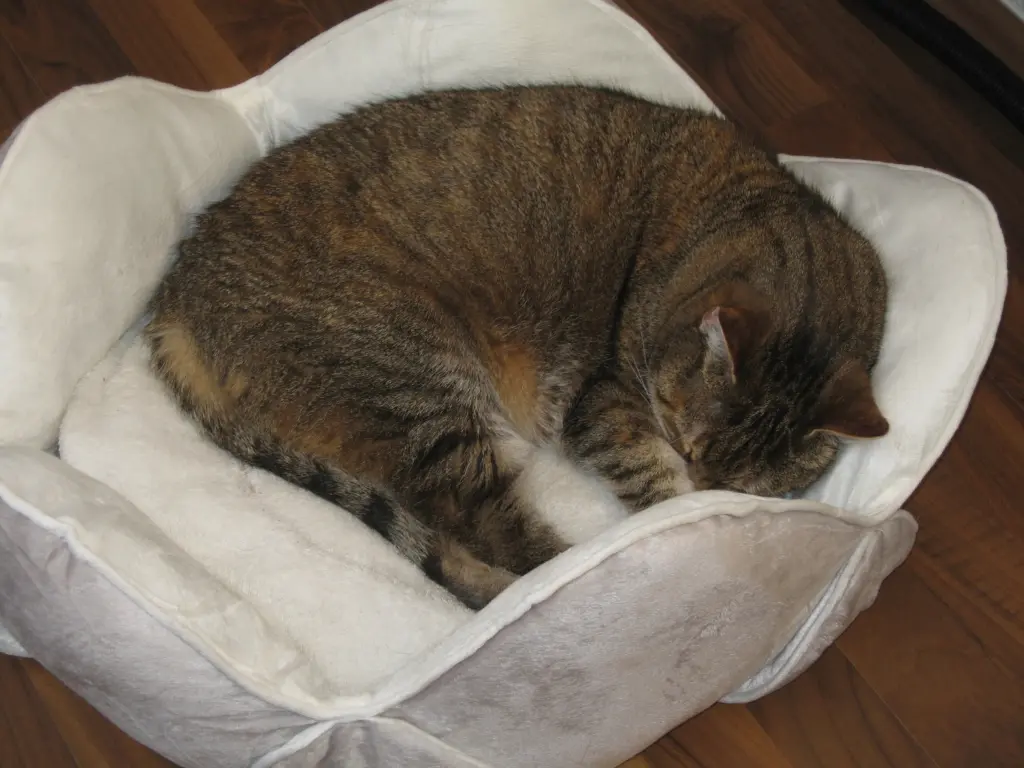 Condolence image of für meine Kleine