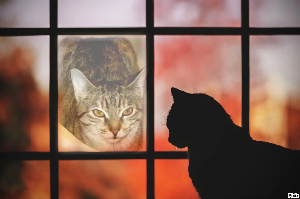 Condolence image of Tanja mit Timmy im Herzen