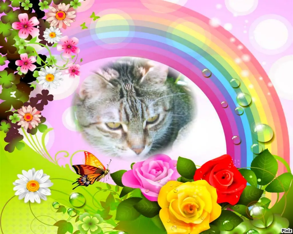 Condolence image of Für das kleine Sternchen Marpelchen ♥️