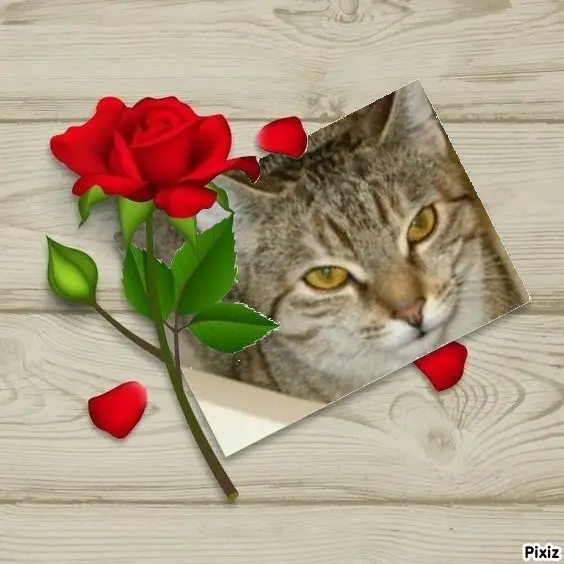 Condolence image of Tanja mit Timmy im Herzen