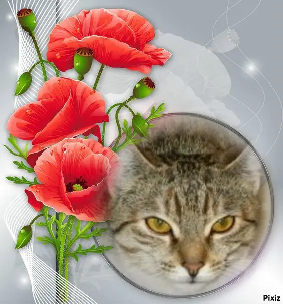 Condolence image of Tanja mit Timmy im Herzen