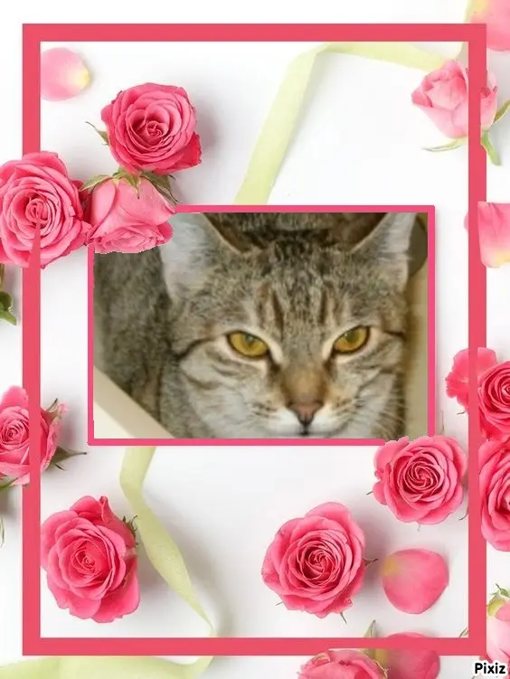 Condolence image of Tanja mit Timmy im Herzen