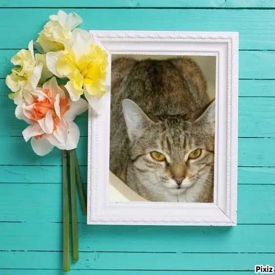 Condolence image of Tanja mit Timmy im Herzen 