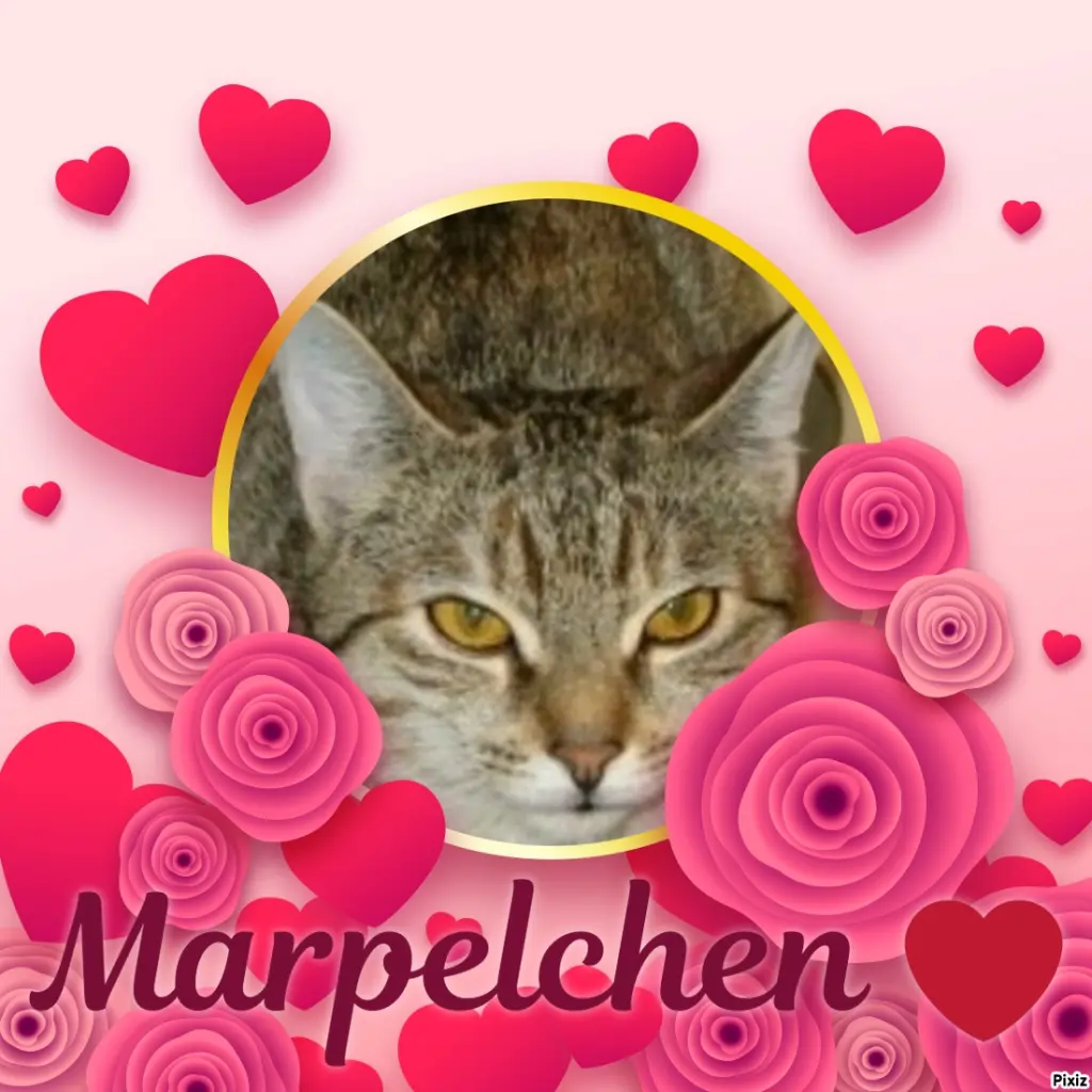 Condolence image of Tanja mit Timmy im Herzen 