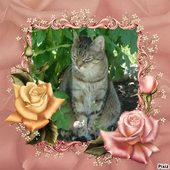 Condolence image of Patricia mit Bunny ❤