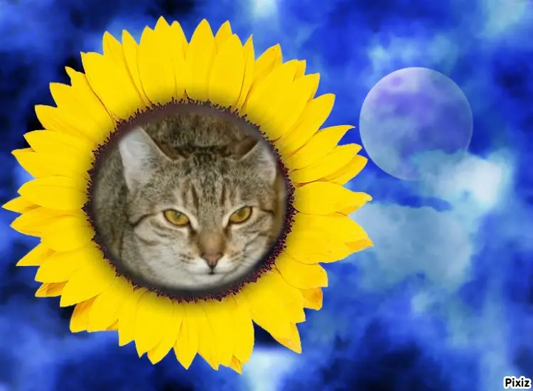 Condolence image of Tanja mit Timmy im Herzen 