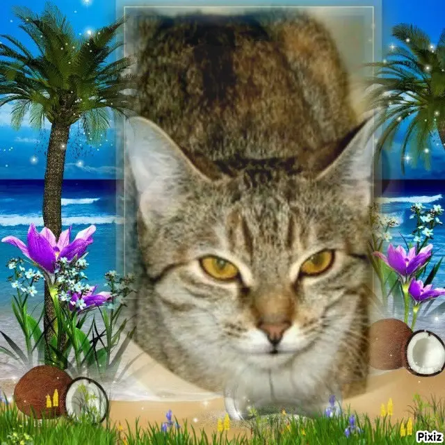 Condolence image of Tanja mit Timmy im Herzen