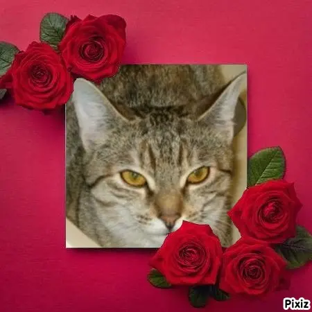 Condolence image of Tanja mit Timmy im Herzen