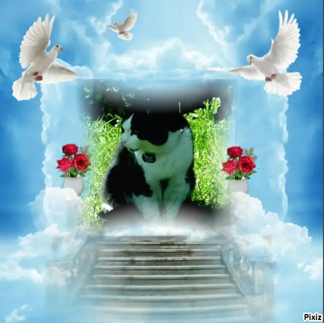 Condolence image of Timmys Mutti Tanja an Sternenprinz Arafat und Mami Elisabeth