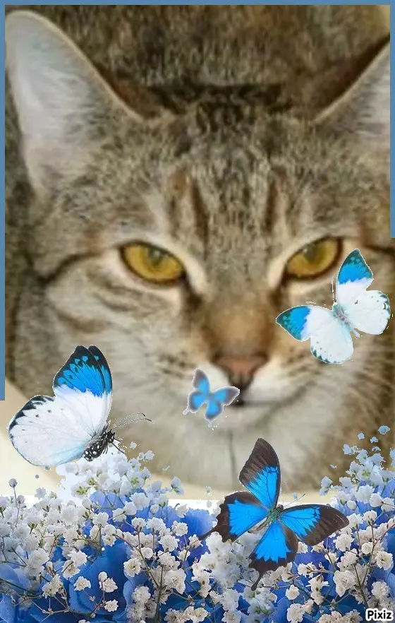 Condolence image of Tanja mit Timmy im Herzen 